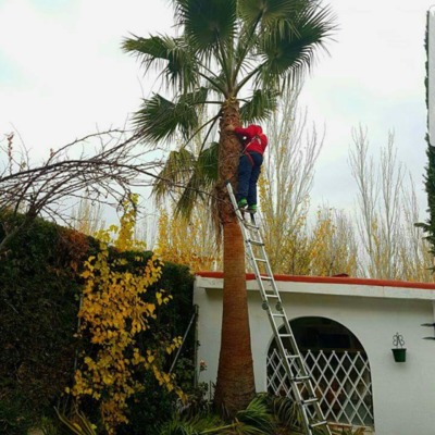 PODA DE PALMERA