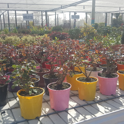 Rosales, arbustos y trepadoras