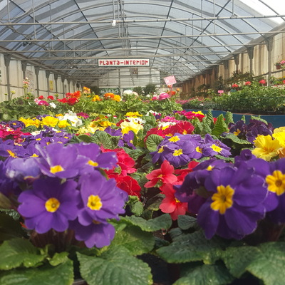 Plantas y flores de exterior