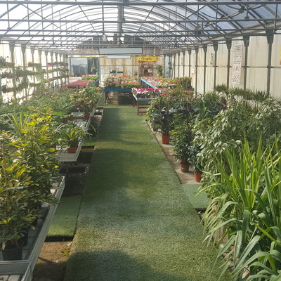 Plantas y flores de interior