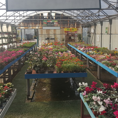 Plantas y flores de exterior