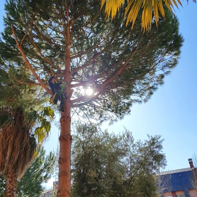 PODA DE PINO DE ALTURA