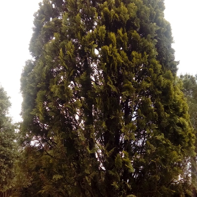 Podar recortar yvrrstaurar tuias