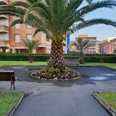 Arreglo parterre de palmera