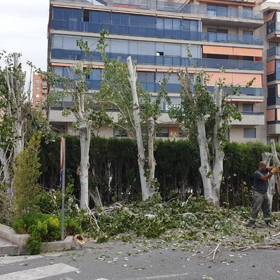 Tala de árboles en Colegio