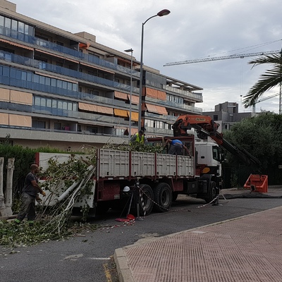 Tala de árboles en Colegio