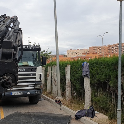 Tala de árboles en Colegio