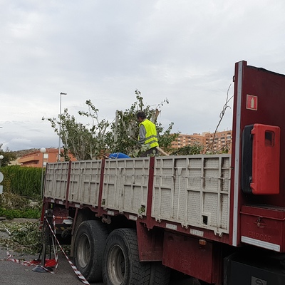 Tala de árboles en Colegio