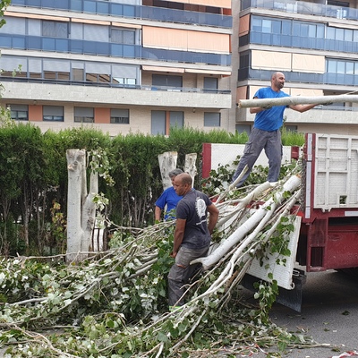 Tala de árboles en Colegio