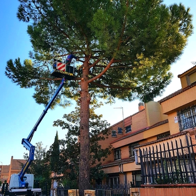 TALA DE PINO CON CAMION DE ALTURA