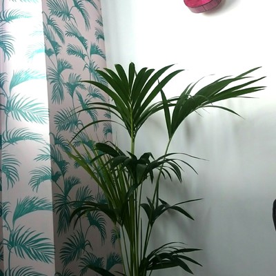 PAPEL TROPICAL