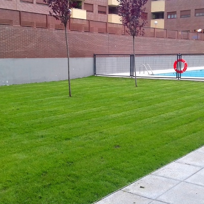 césped comunitario