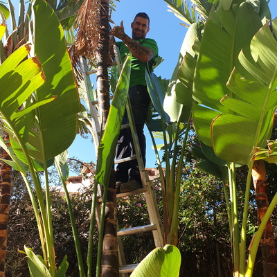 Limpieza de platanera