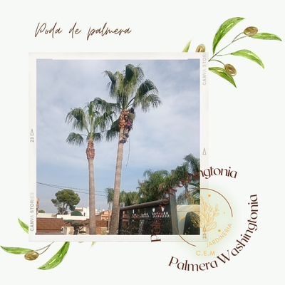 Poda de palmeras Washingtonia