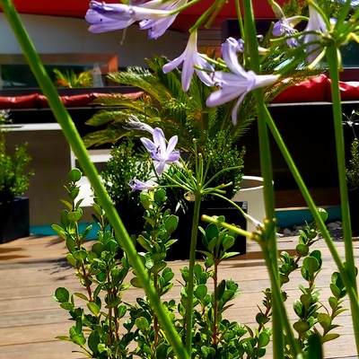 Instalación de plantas en hotel