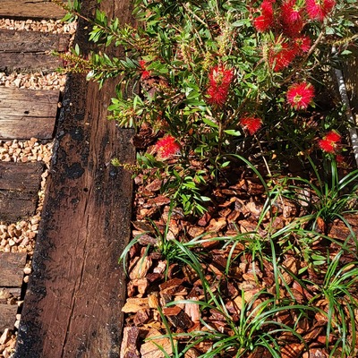 Jardinera callistemon