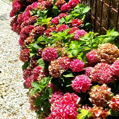 Realización de jardín en vivienda