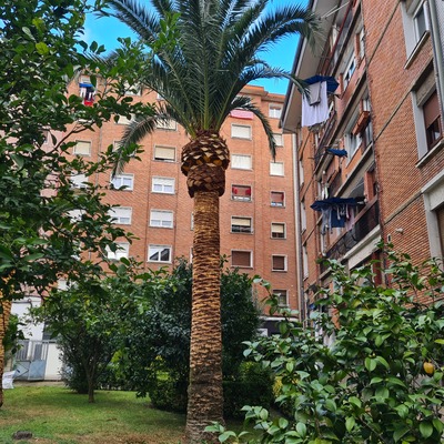 Poda y cepillado de palmeras