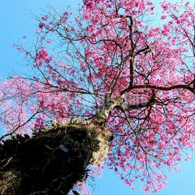 Paisajistas, Técnicos, Artículos Decoración