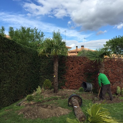 Plantación de palmeras