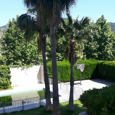 PODA PALMERA, SETOS Y CESPED