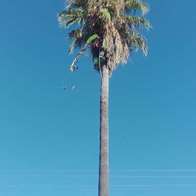 washingtonia robusta