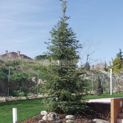 Paisajistas, Podas, Diseño Jardines