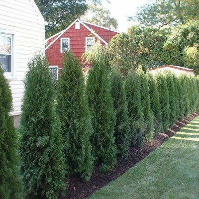 Jardinería amazonasgreen 