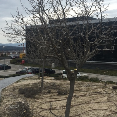 Poda de limpieza y formación