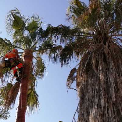 Poda de palmeras con técnica de trepa