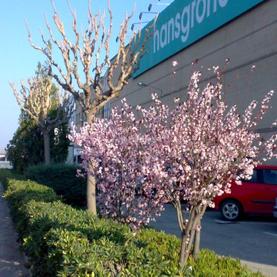 Jardineros, Disseny Jardins, Piscines