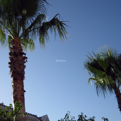 Poda de palmeras y tratamientos contra picudo