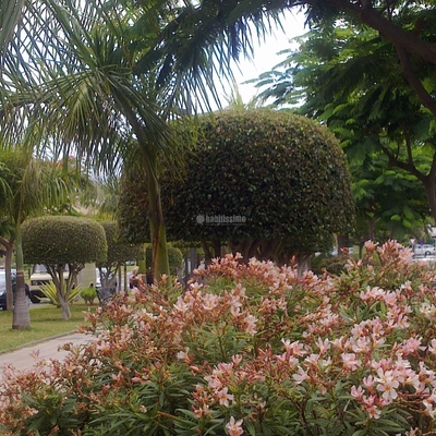 Jardineros, Pérgolas, Mantenimiento Piscinas