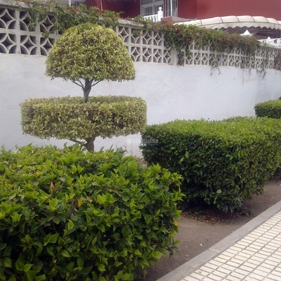 Jardineros, Mantenimiento Piscinas, Mantenimiento Comunidades