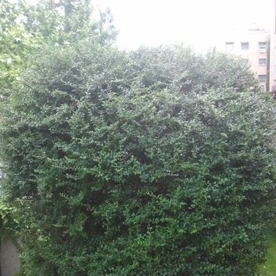 Arreglo de jardin y mantenimiento