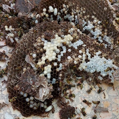 Avispero
