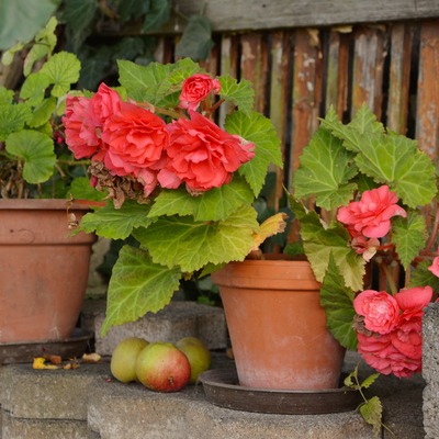 Begonias