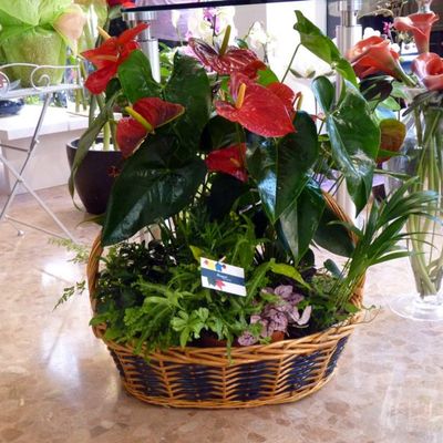 cesta de flores y plantas 