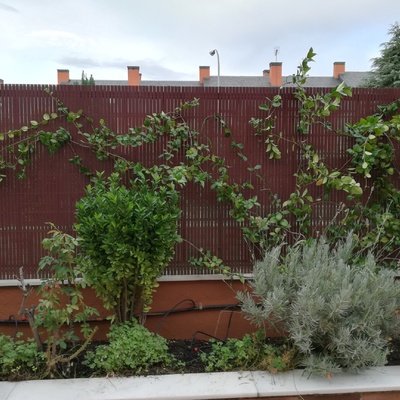 Colocación brezo sintético