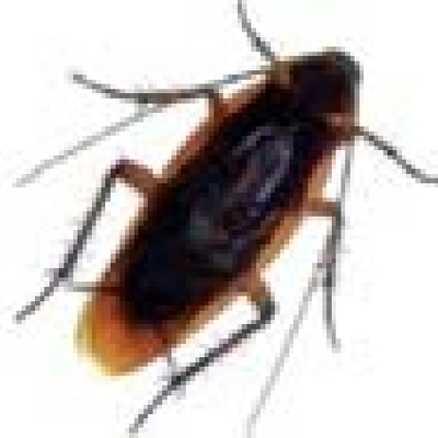 Cucaracha