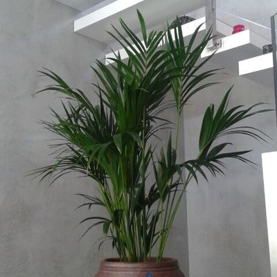 DETALLE ESCALERA VOLADA