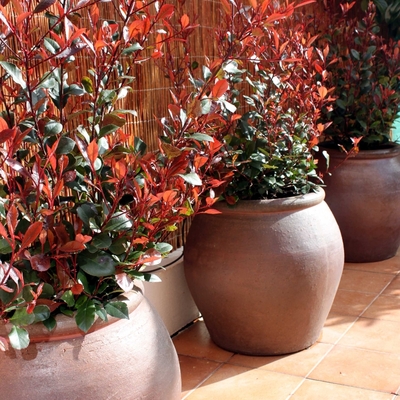 Diseño de jardín en vivienda. Madrid.