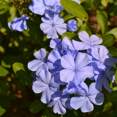 Plumbago