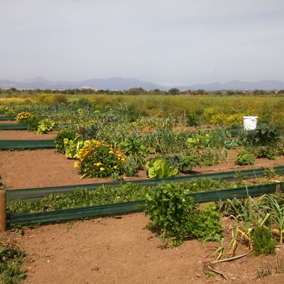 Integración de huerto en jardín - Palma.