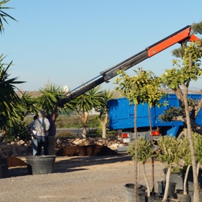 Renovación de plantas para Jardín