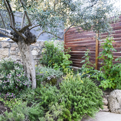 Parterre con aromáticas y olivo