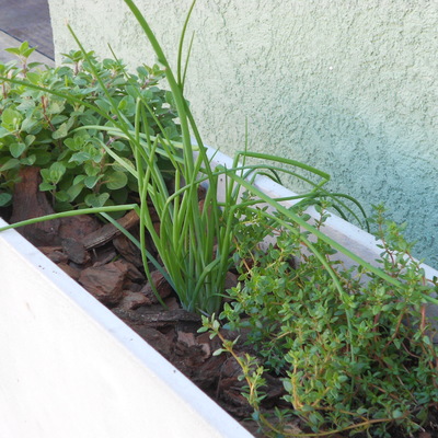Jardín de aromáticas en Maceta
