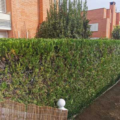 Puesta a punto jardín