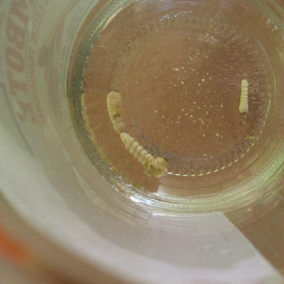 eliminación de carcoma