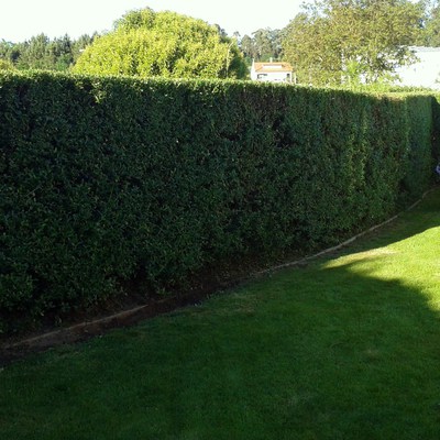 Escallonia perfilada...